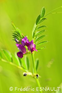 Vesce des moissons (Vicia segetalis)