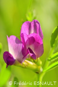 Vesce des moissons (Vicia segetalis)