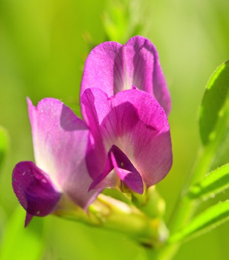 Nouveauté : Vesce des moissons (Vicia segetalis)