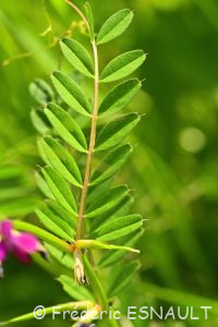 Vesce des moissons (Vicia segetalis)