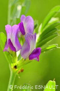 Vesce des moissons (Vicia segetalis)
