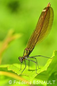 Caloptéryx vierge (Calopteryx virgo)