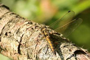 Orthétrum réticulé (Orthetrum cancellatum)