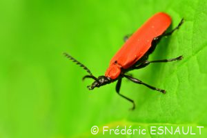 Cardinal à tête noire (Pyrochroa coccinea)