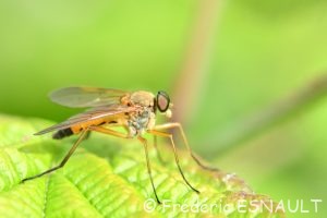 Leptis pointillé (Rhagio tringarius)
