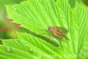 Leptis pointillé (Rhagio tringarius)