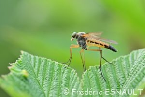 Leptis pointillé (Rhagio tringarius)
