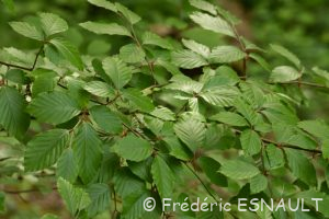 Le Hêtre commun (Fagus sylvatica)