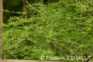 Le Cyprès chauve ou cyprès de Louisiane (Taxodium distichum)