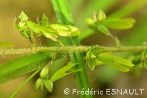 La Listère à feuilles ovales (Neottia ovata)