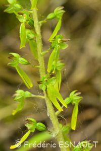 La Listère à feuilles ovales (Neottia ovata)