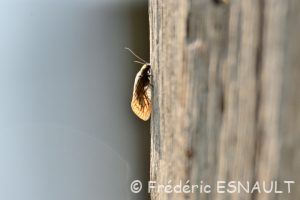 Sialis de la vase (Sialis lutaria)