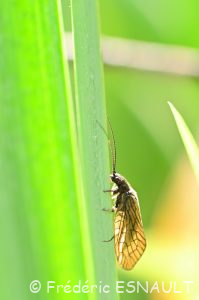 Sialis de la vase (Sialis lutaria)