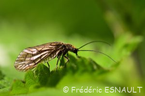 Sialis de la vase (Sialis lutaria)