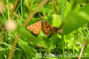 Phalène picotée ou Rayure jaune picotée (Ematurga atomaria)