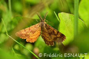 Phalène picotée ou Rayure jaune picotée (Ematurga atomaria)