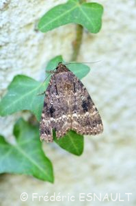 Noctuelle cuivrée ou Pyramide (Amphipyra pyramidea)
