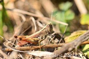 Gomphocère roux (Gomphocerippus rufus)