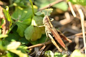 Gomphocère roux (Gomphocerippus rufus)