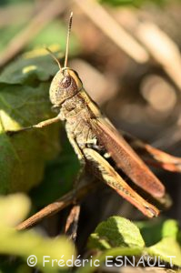 Gomphocère roux (Gomphocerippus rufus)