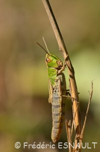 Criquet des pâtures (Pseudochorthippus parallelus)