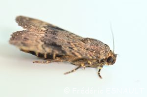 Noctuelle cuivrée ou Pyramide (Amphipyra pyramidea)