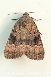 Noctuelle cuivrée ou Pyramide (Amphipyra pyramidea)