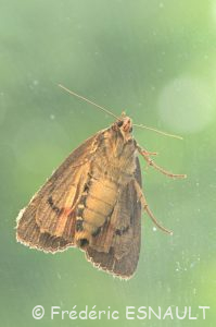 Noctuelle cuivrée ou Pyramide (Amphipyra pyramidea)