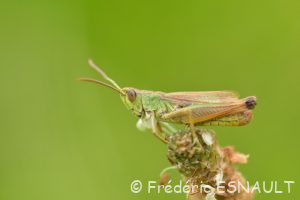 Criquet des pâtures (Pseudochorthippus parallelus)