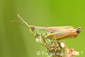 Criquet des pâtures (Pseudochorthippus parallelus)