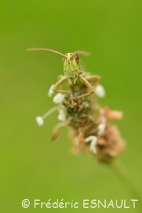 Criquet des pâtures (Pseudochorthippus parallelus)