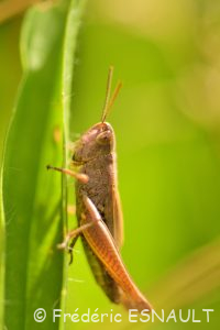 Criquet des pâtures (Pseudochorthippus parallelus)