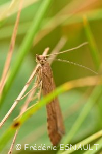 Pyrale de la luzerne ou Pyrale hybride (Nomophila noctuella)