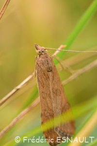 Pyrale de la luzerne ou Pyrale hybride (Nomophila noctuella)
