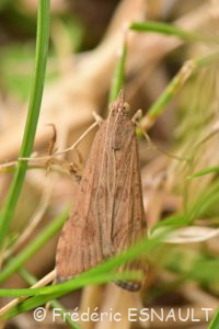 Pyrale de la luzerne ou Pyrale hybride (Nomophila noctuella)