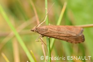 Pyrale de la luzerne ou Pyrale hybride (Nomophila noctuella)