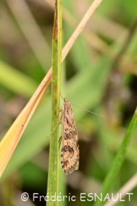 Pyrale de la luzerne ou Pyrale hybride (Nomophila noctuella)