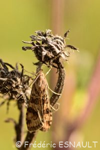 Pyrale de la luzerne ou Pyrale hybride (Nomophila noctuella)