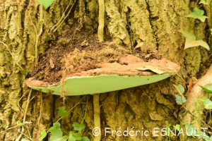 Polypore livide ou Ganoderme plat ou Ganoderme aplani (Ganoderma applanatum)