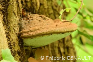 Polypore livide ou Ganoderme plat ou Ganoderme aplani (Ganoderma applanatum)