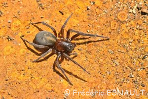 Amaurobe féroce (Amaurobius ferox)