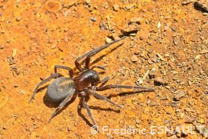 Amaurobe féroce (Amaurobius ferox)