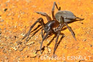 Amaurobe féroce (Amaurobius ferox)