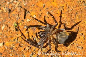 Amaurobe féroce (Amaurobius ferox)