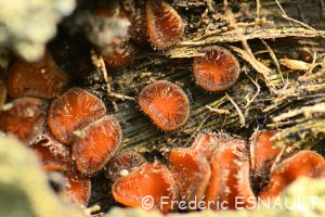 Pézize orange épineuse (Scutellinia sp.)