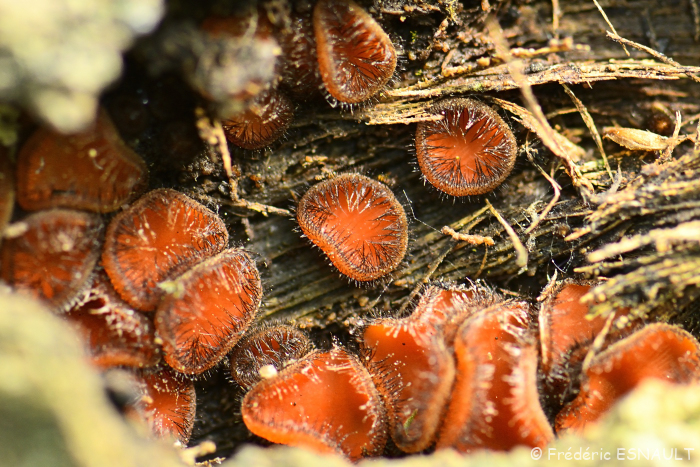Nouveauté : Pézize orange épineuse (Scutellinia sp.)