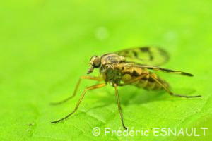 Leptis bécasse (Rhagio scolopaceus)