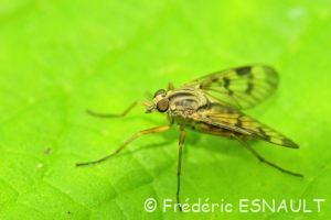 Leptis bécasse (Rhagio scolopaceus)