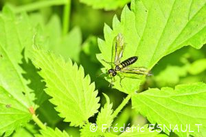 Tenthrède commune (Tenthredo mesomela)