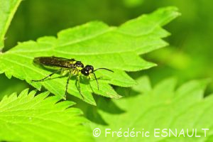 Tenthrède commune (Tenthredo mesomela)